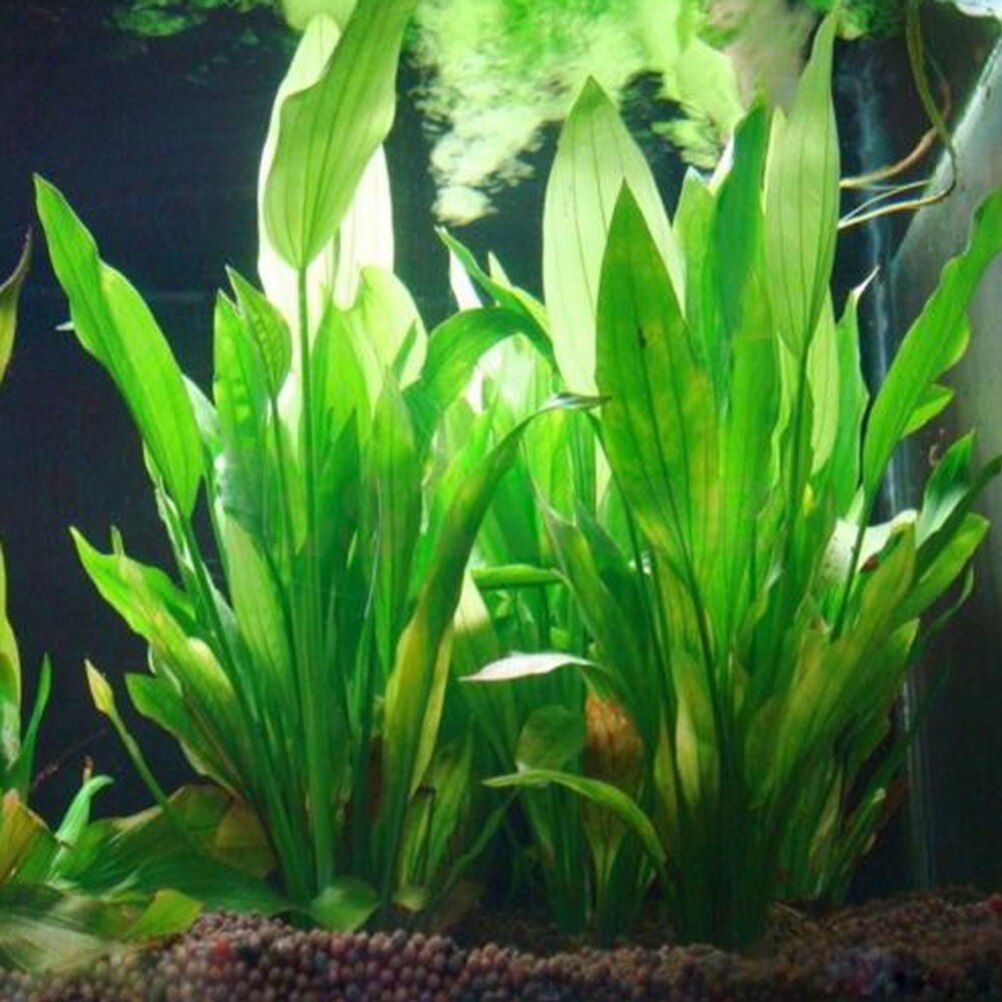 Aquarium Plants Live - 15 см искусственный декор для аквариума