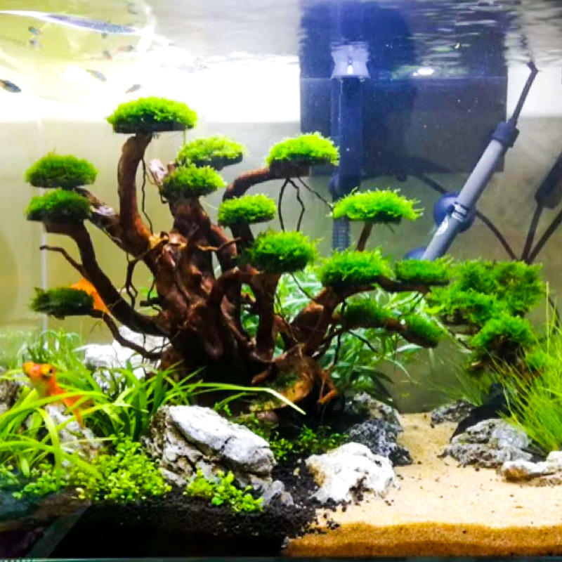 Aquarium Moss - Декоративный элемент для аквариума: готовый корневой