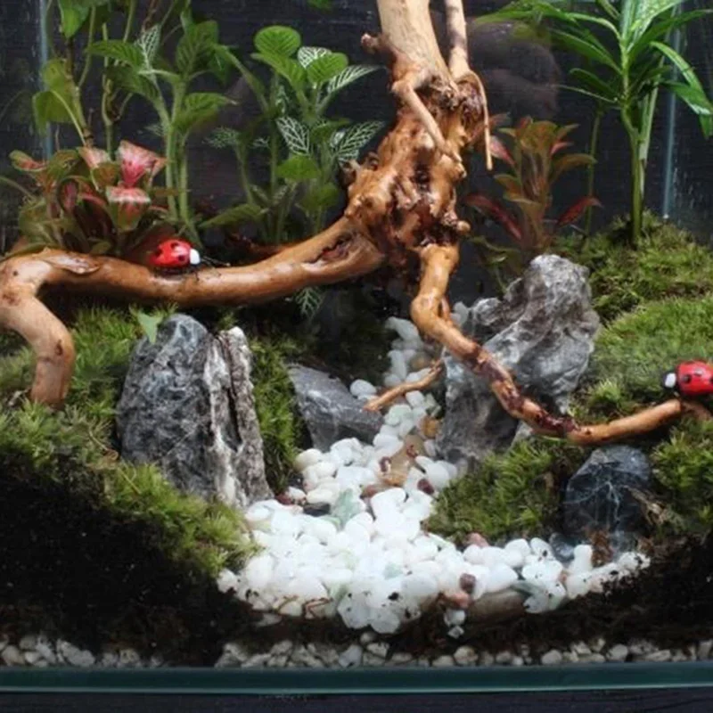 Натуральный ствол дерева Drift – обзор и цена Aquarium Moss