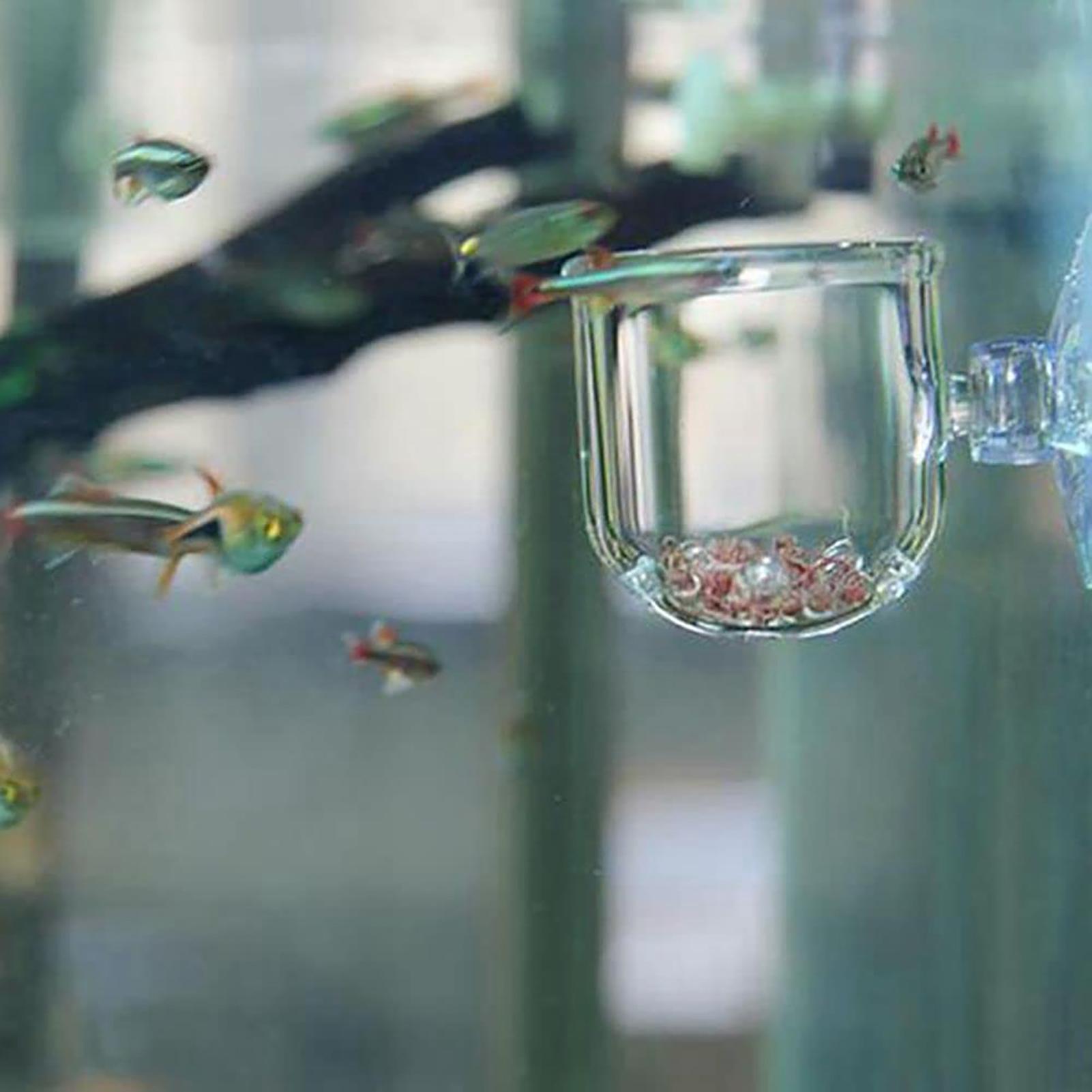 Декоративная чаша для растений – обзор и цена Plant Aquarium Pot