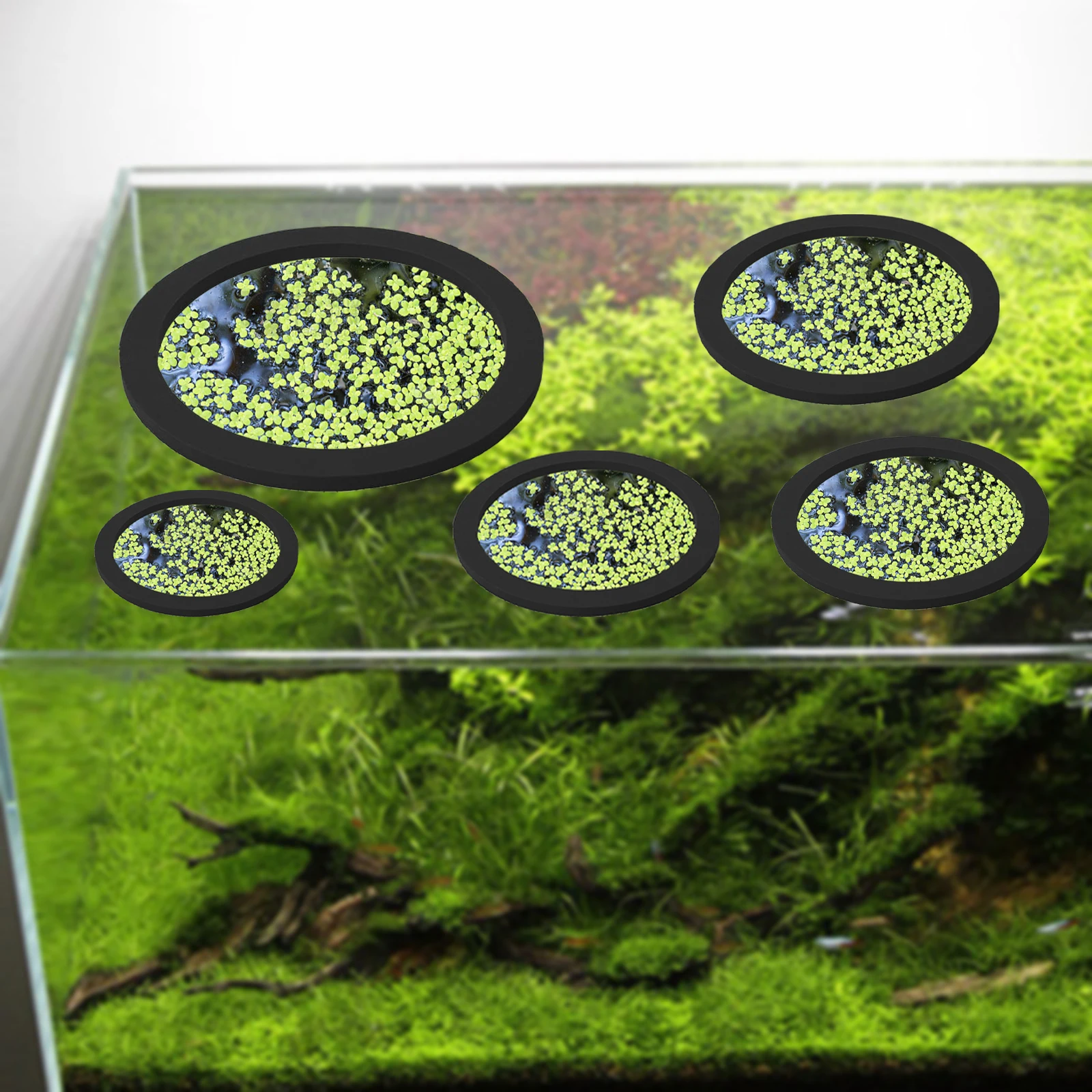 5 шт., кольцо для кормления ры – обзор и цена Planted Tank