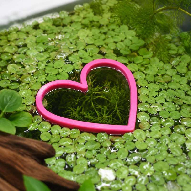 Кольцо-кормушка для рыб в форм – обзор и цена Aquarium Fertilizer