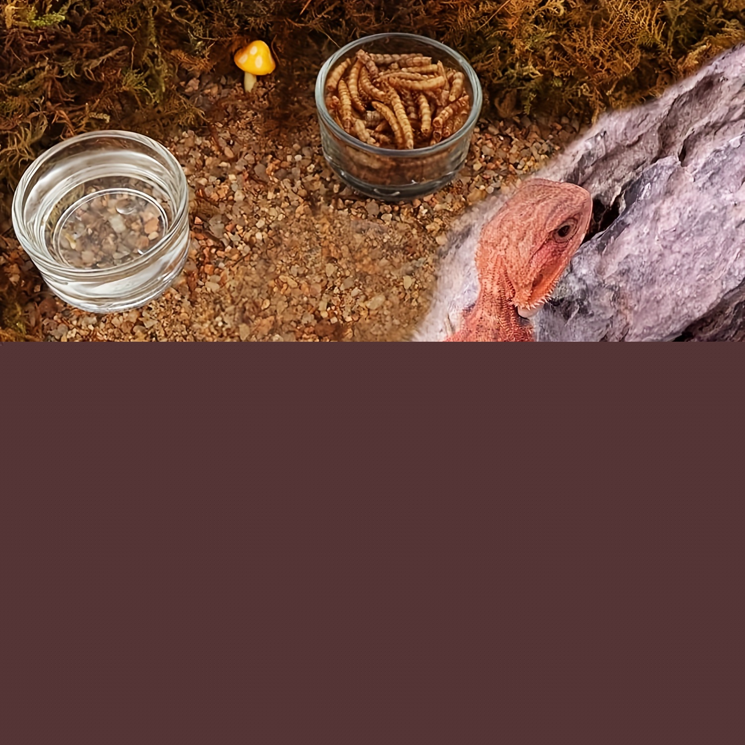 Стеклянная мини-тарелка для ко – обзор и цена Aquarium Fertilizer