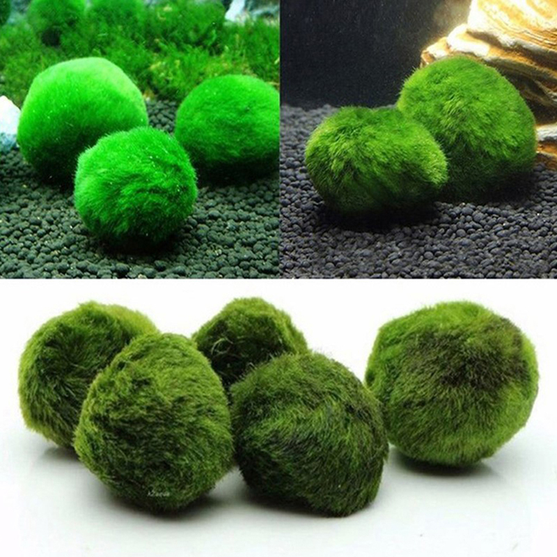 Шарики из мха Marimo, живое ак – обзор и цена Aquarium Plants Live