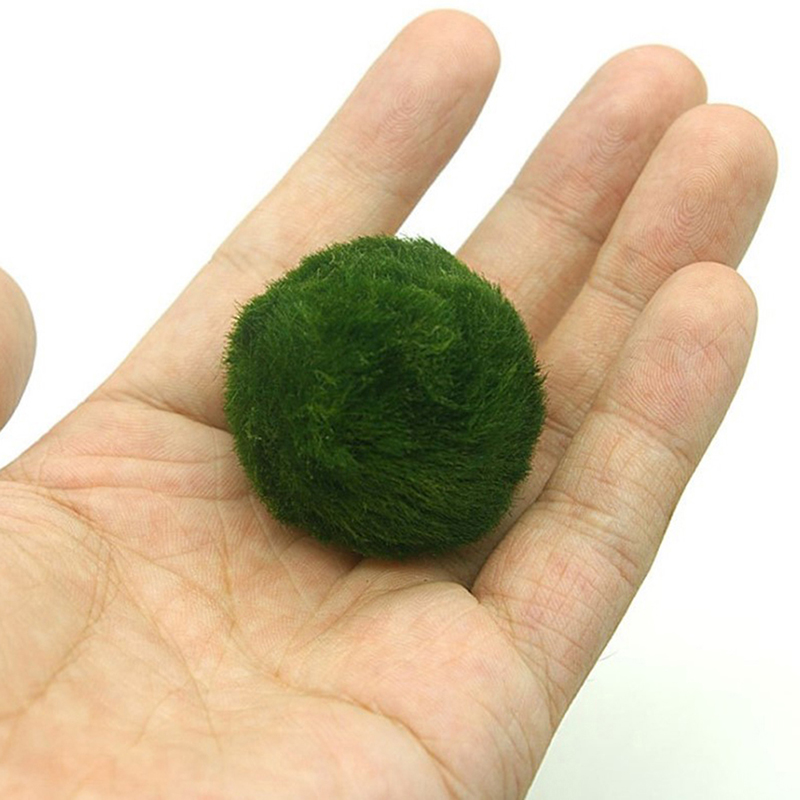 Шарики из мха Marimo, живое ак – обзор и цена Aquarium Plants Live
