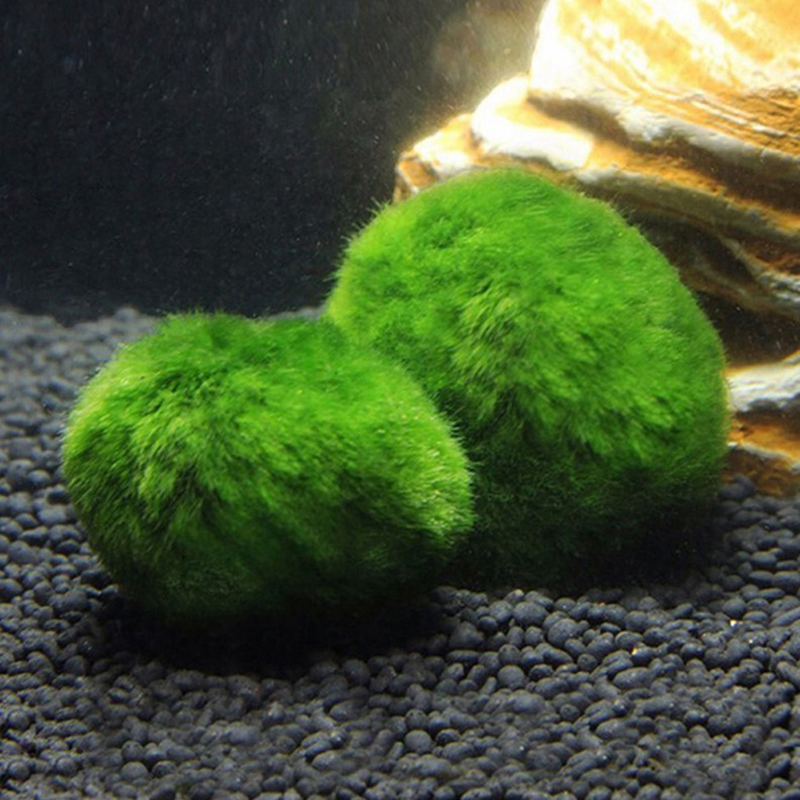 Шарики из мха Marimo, живое ак – обзор и цена Aquarium Plants Live