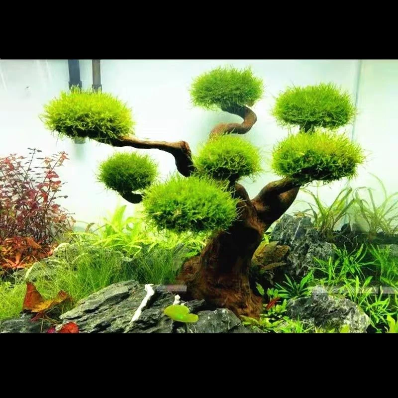 Аквариум коряги ландшафтный ди – обзор и цена Aquarium Plant Substrate