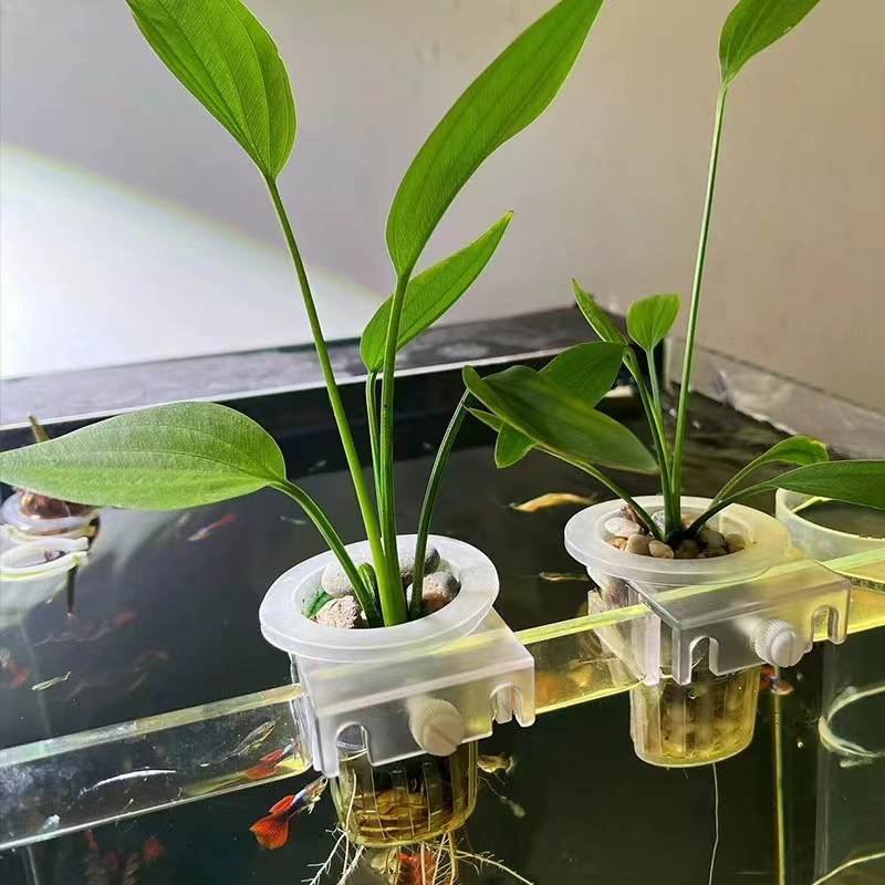 Корзина для посадки аквариума, – обзор и цена Aquarium Plants Live