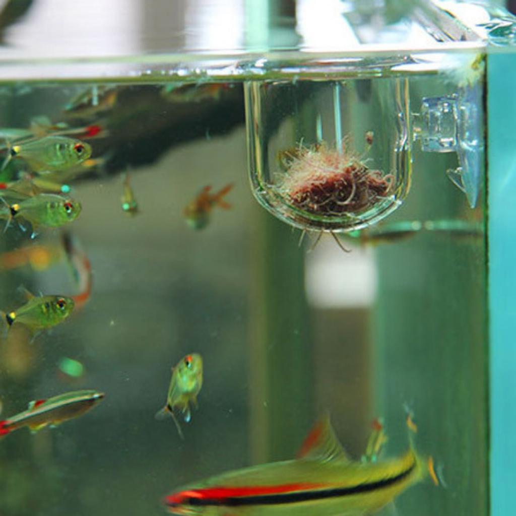 Стеклянная корзина для кормлен – обзор и цена Plant Aquarium Pot